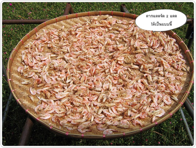 http://pim.in.th/images/food-preservation/dried-shrimp/dried-shrimp11.jpg