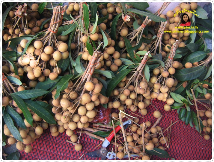 http://pim.in.th/images/pim-nature/longan2011/01.JPG