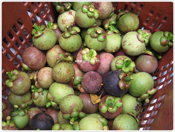 http://pim.in.th/images/pim-travel/chantaburi2554/mangosteen/mangosteen-10.JPG