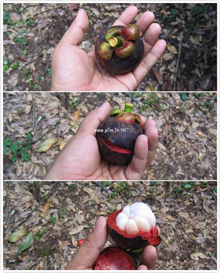 http://pim.in.th/images/pim-travel/chantaburi2554/mangosteen/mangosteen-14.jpg