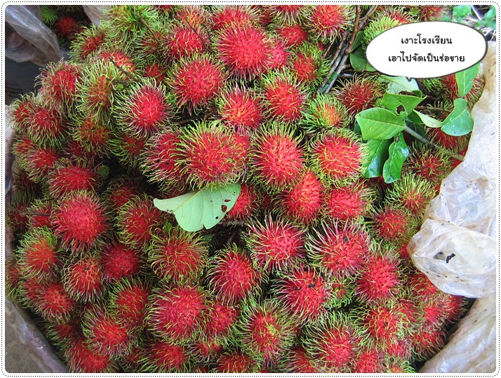 http://pim.in.th/images/pim-travel/chantaburi2554/rambutan/rambutan-09.JPG