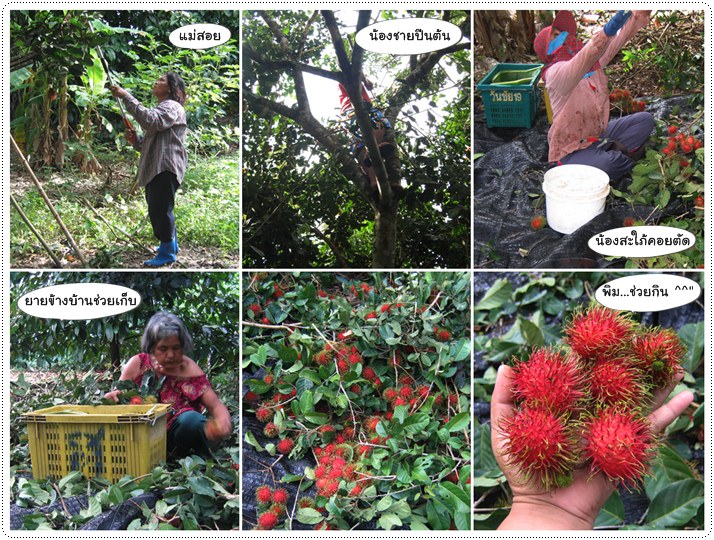 http://pim.in.th/images/pim-travel/chantaburi2554/rambutan/rambutan-10.jpg