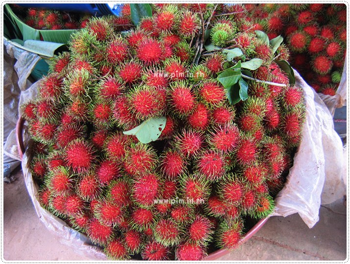 http://pim.in.th/images/pim-travel/chantaburi2554/rambutan/rambutan-11.JPG