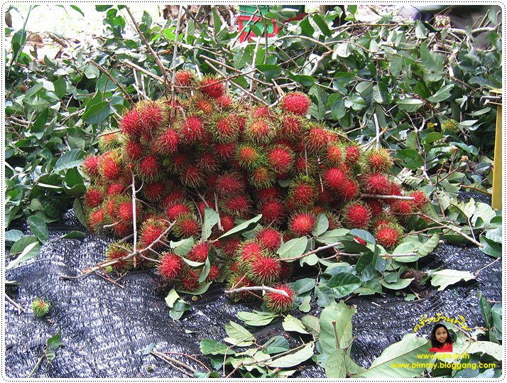 http://pim.in.th/images/pim-travel/chantaburi2554/rambutan/rambutan-19.JPG