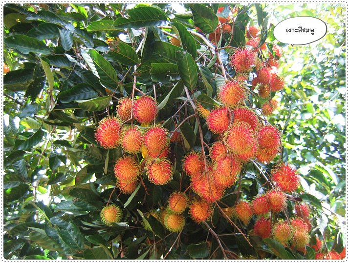 http://pim.in.th/images/pim-travel/chantaburi2554/rambutan/rambutan-26.JPG