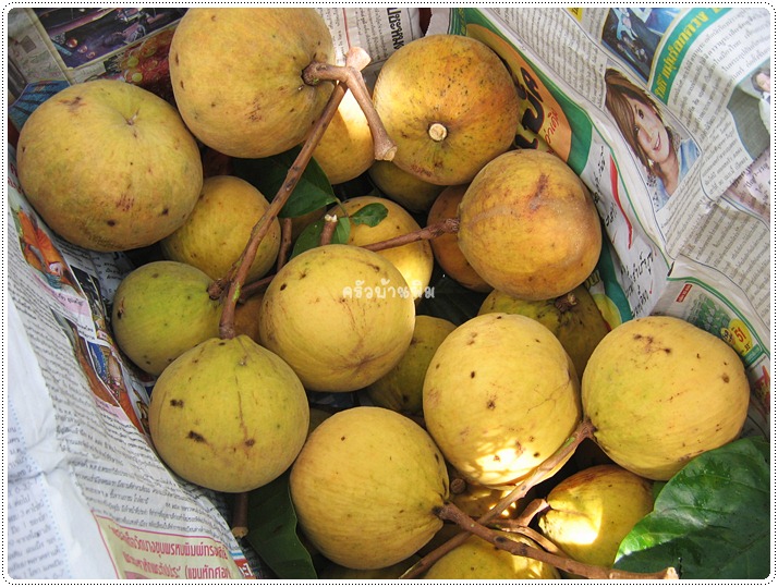 http://pim.in.th/images/pim-travel/chantaburi2554/santol/santol-05.JPG