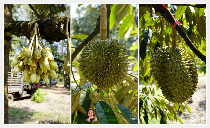 koh mak day1 14