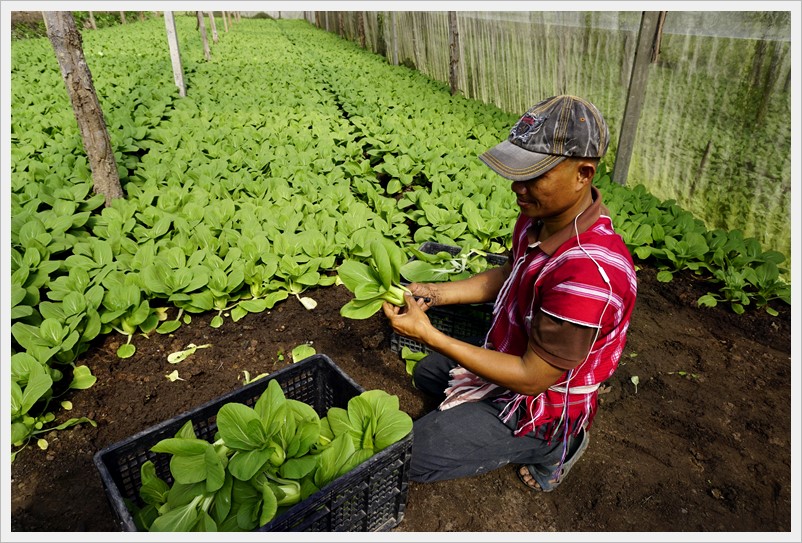 organic vegetable muangarng 16